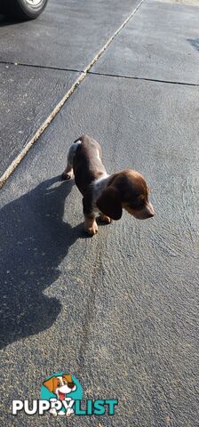 Dachshunds pure mini for Sale