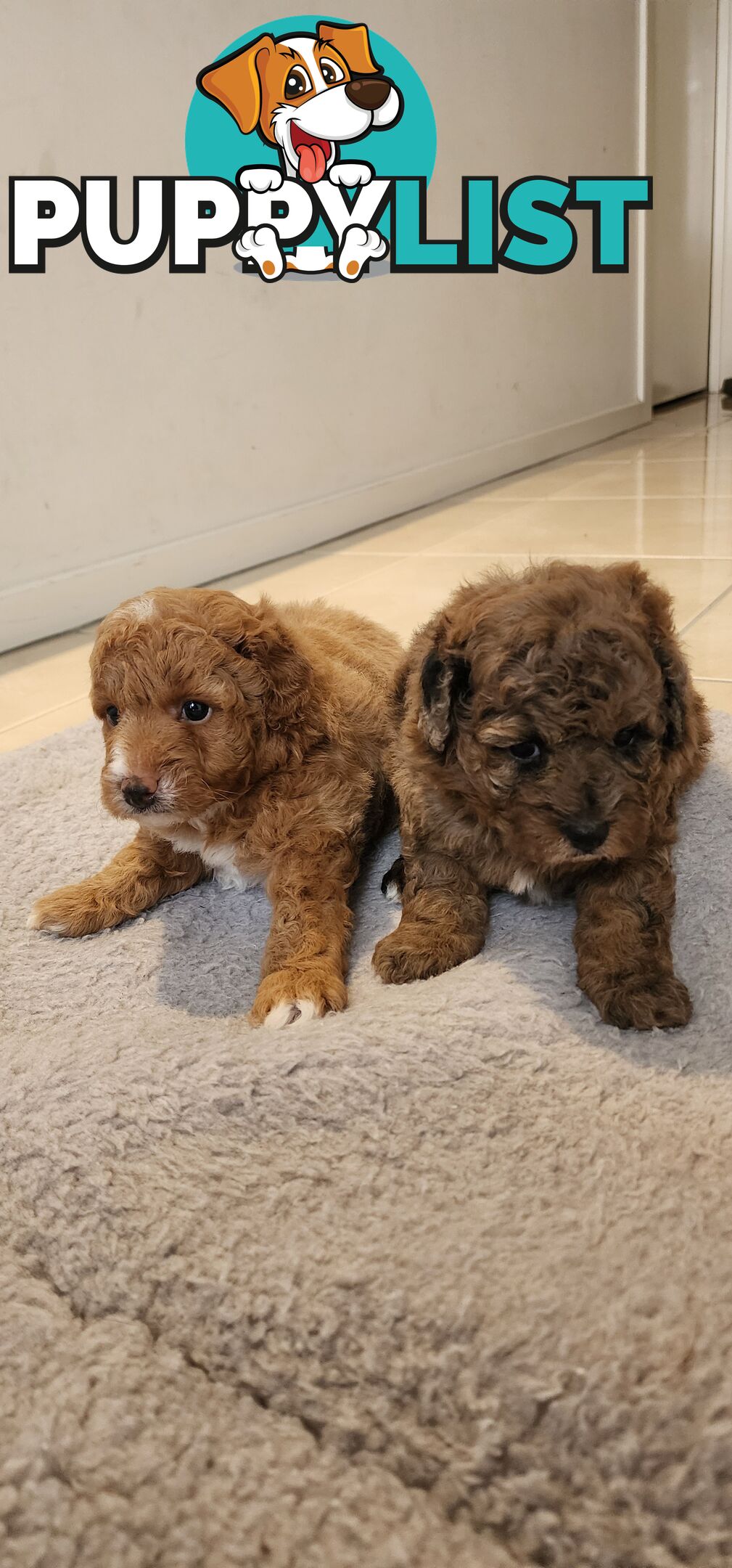 Toy Poodles for Sale