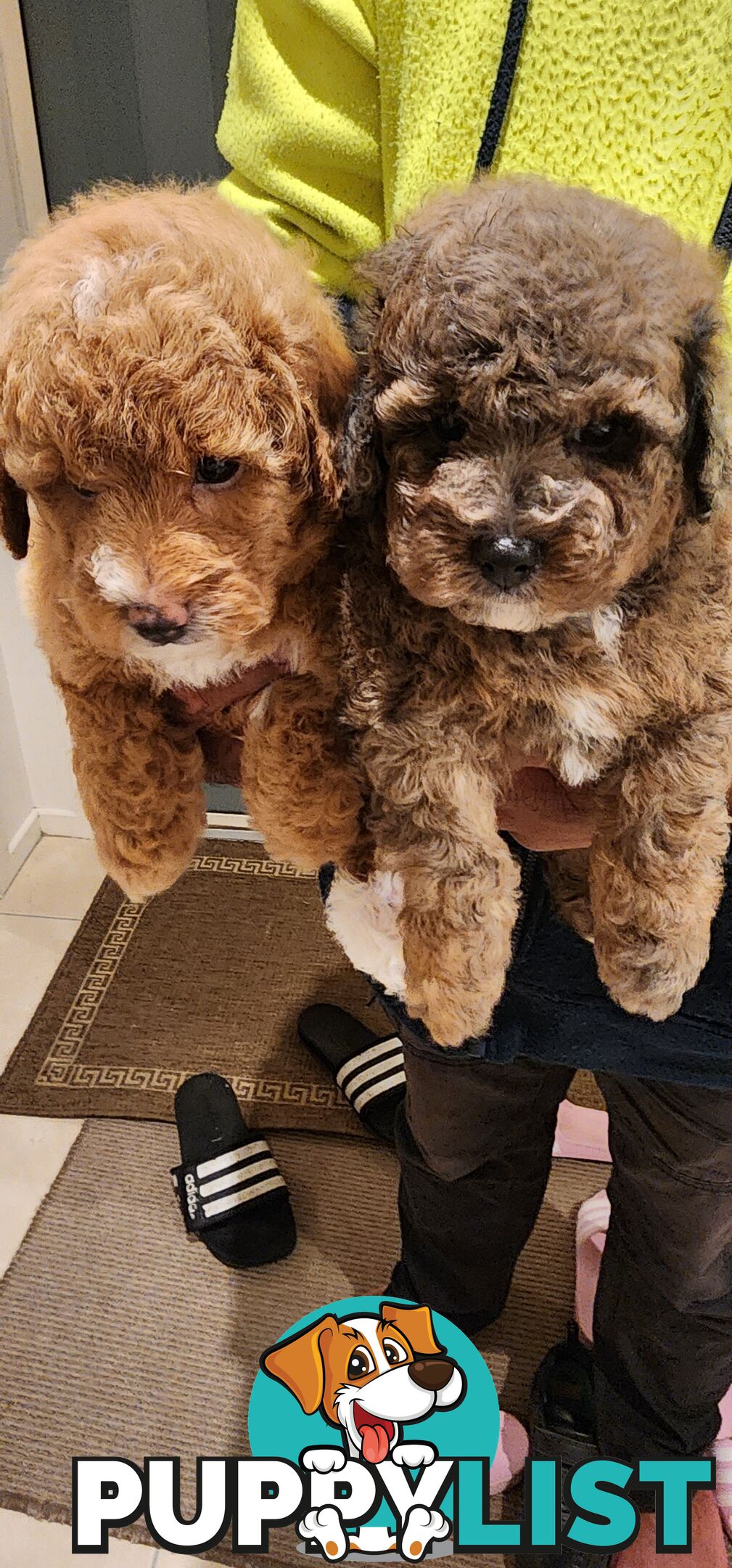 Toy Poodles for Sale