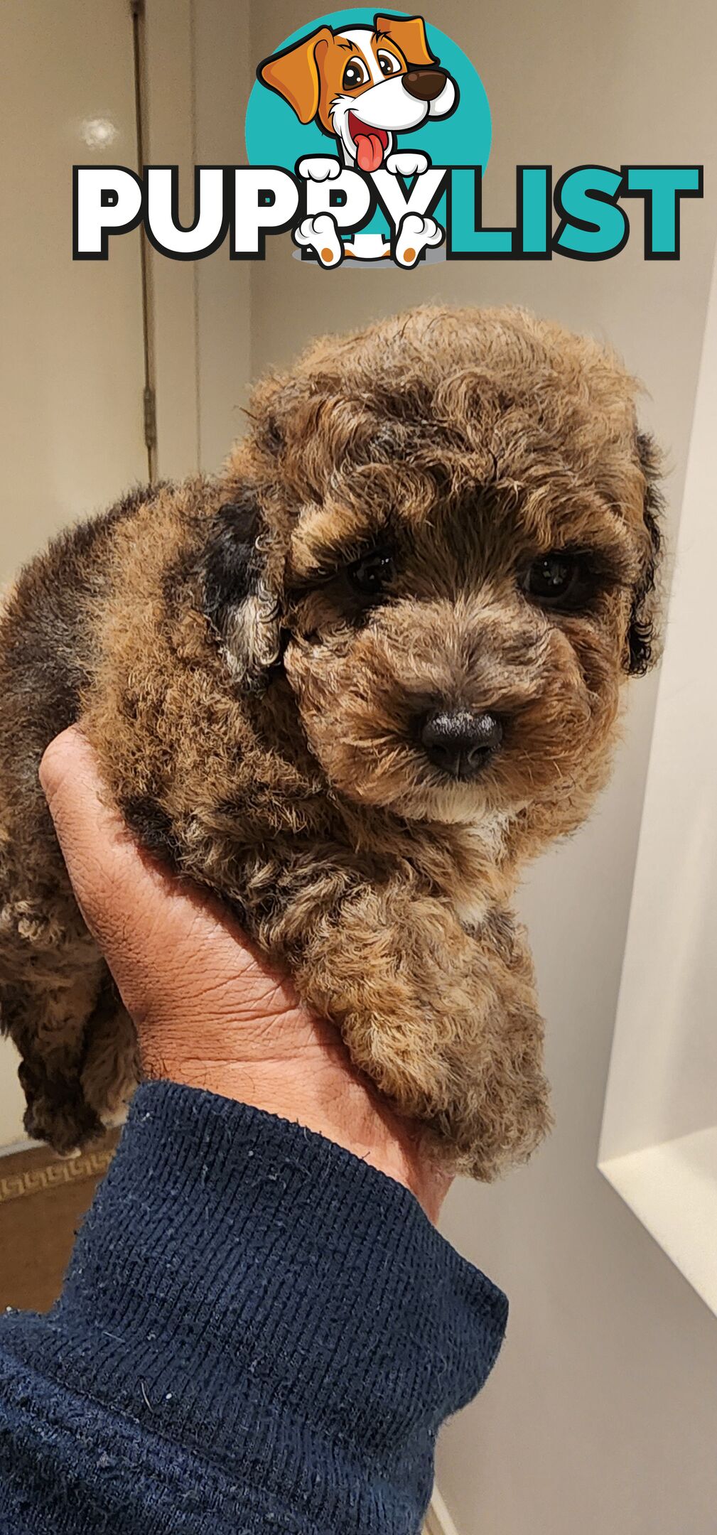 Toy Poodles for Sale