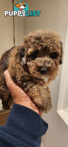 Toy Poodles for Sale