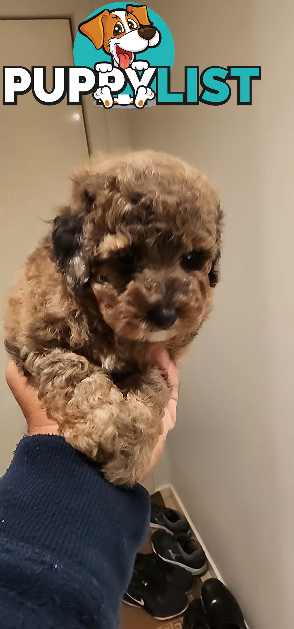 Toy Poodles for Sale