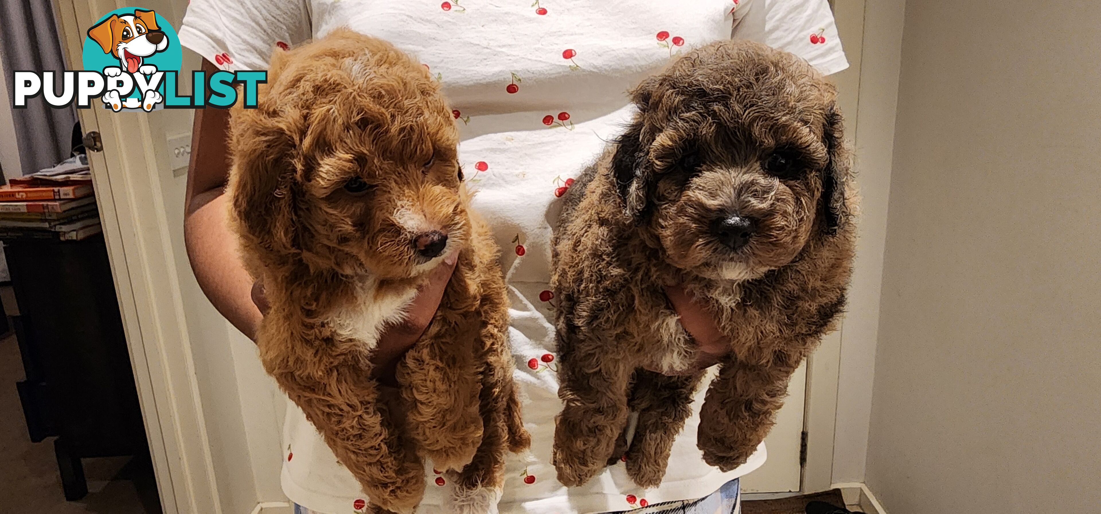 Toy Poodles for Sale