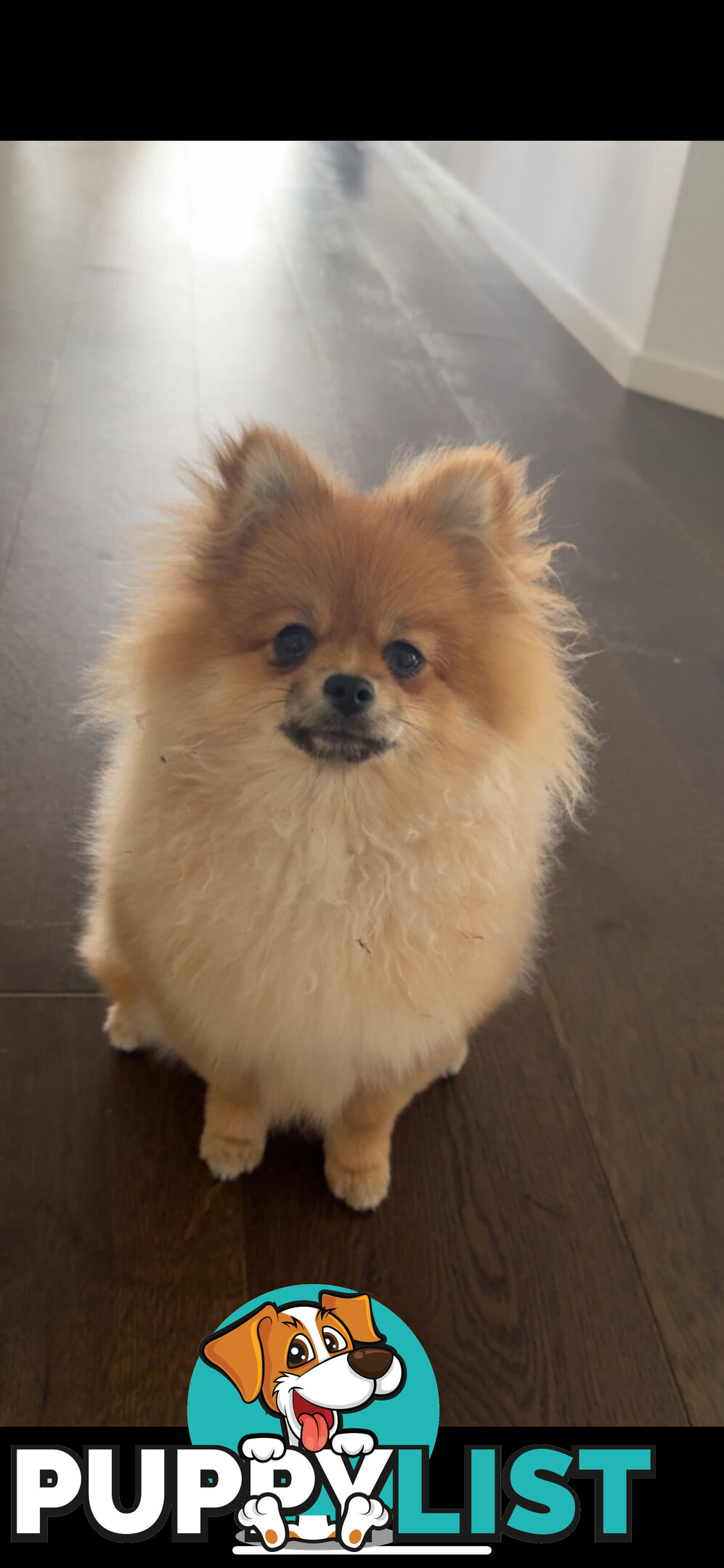 Pure breed pom