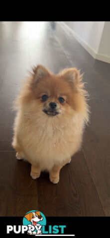 Pure bread pom