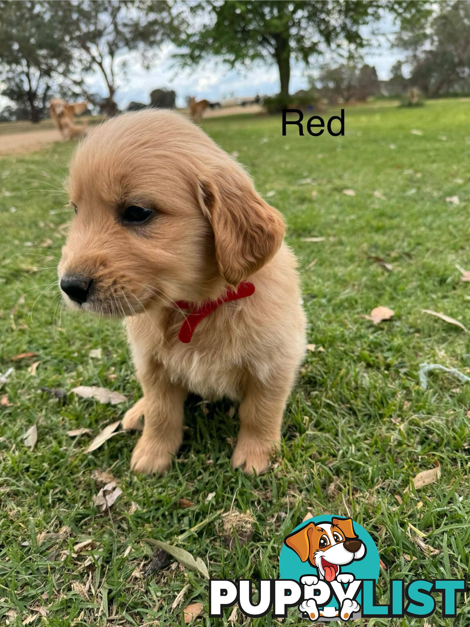 Golden Retriever Pups