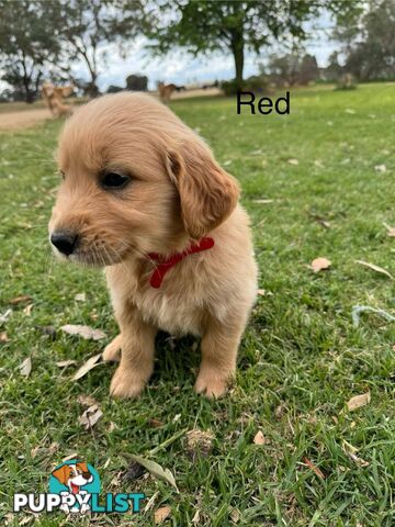 Golden Retriever Pups