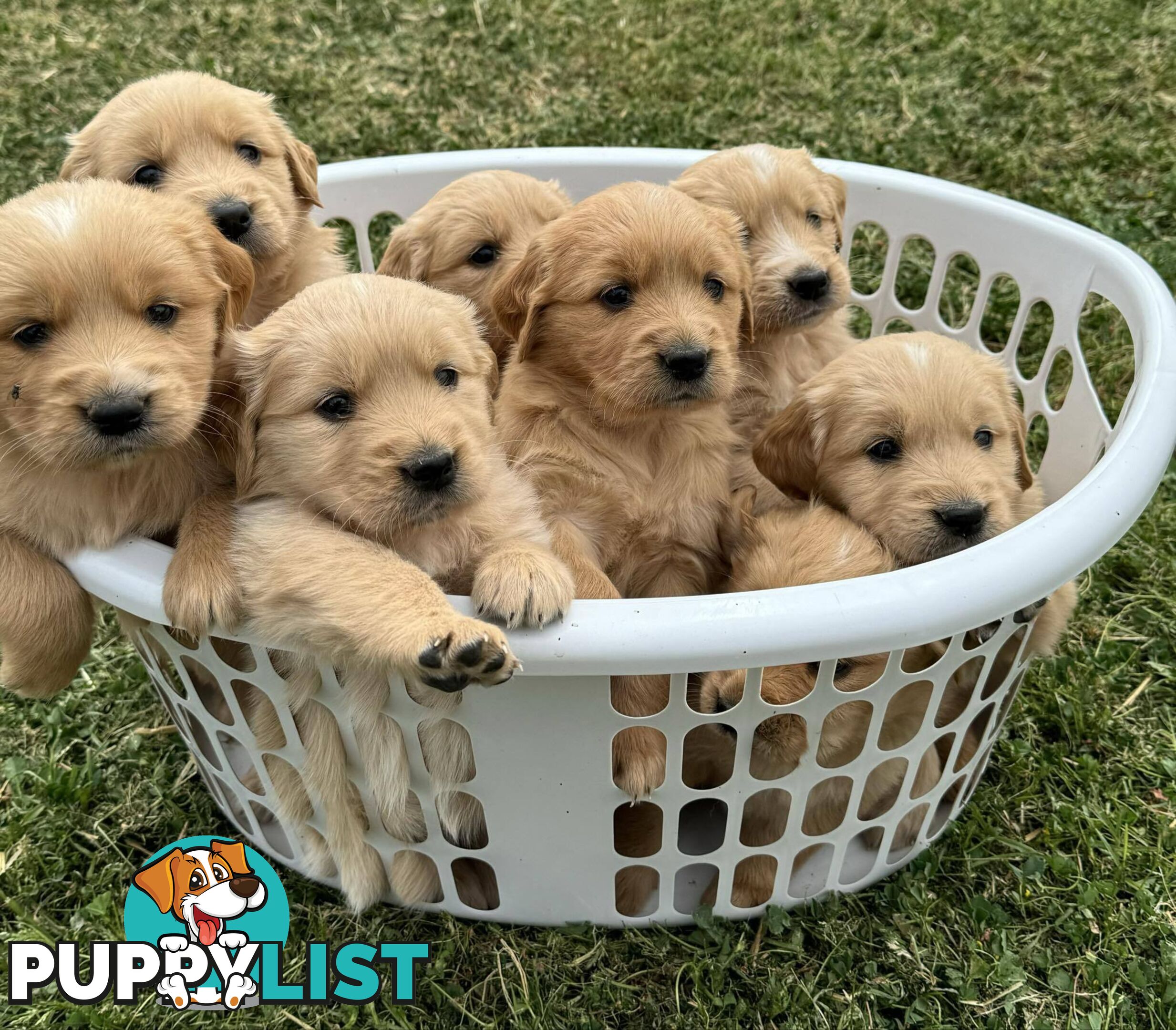 Golden Retriever Pups