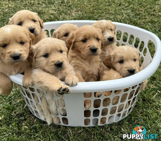 Golden Retriever Pups