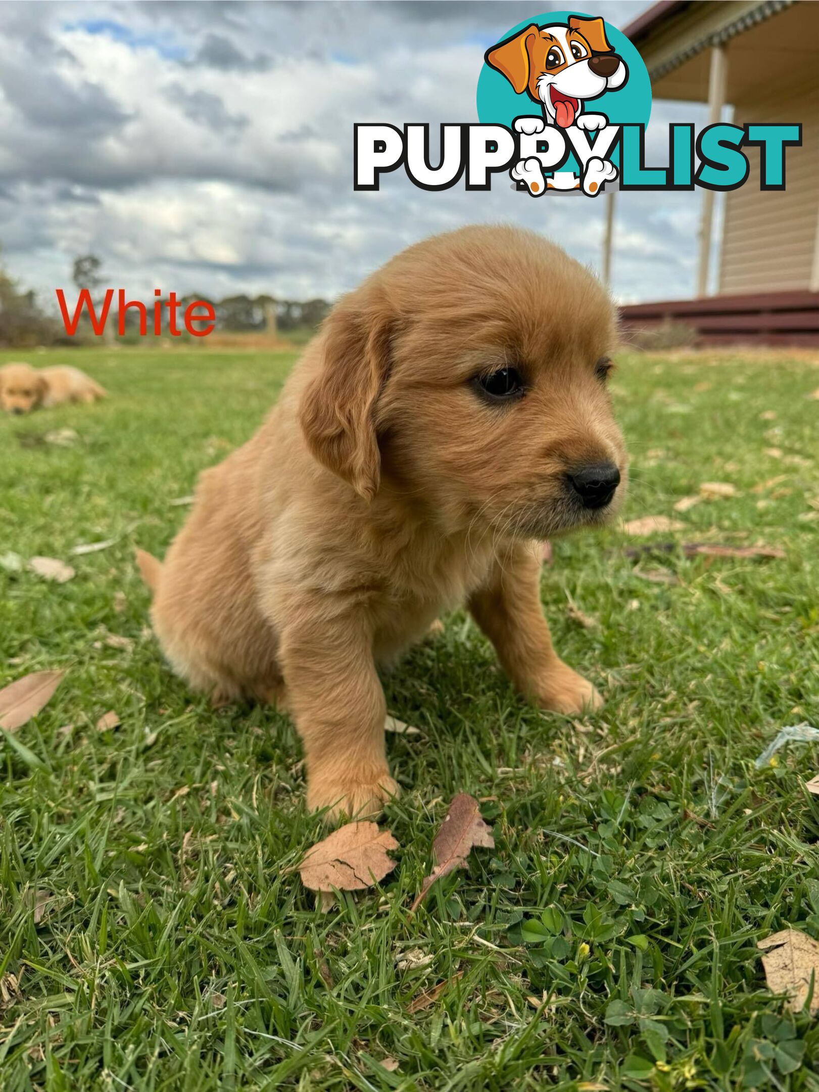 Golden Retriever Pups