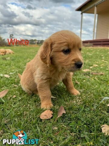 Golden Retriever Pups