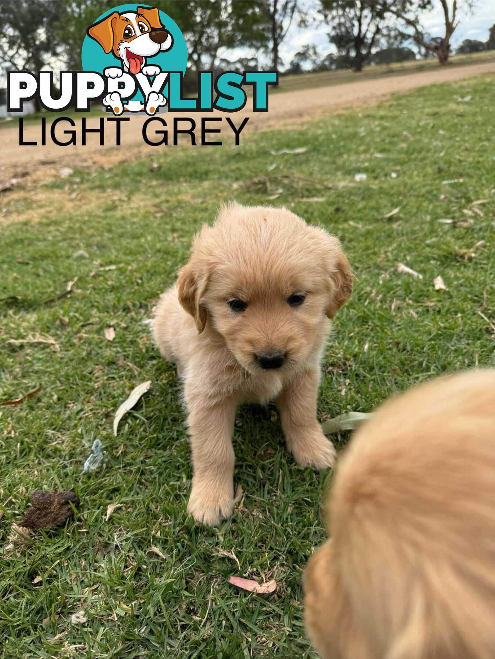 Golden Retriever Pups