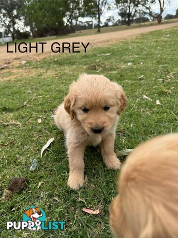 Golden Retriever Pups