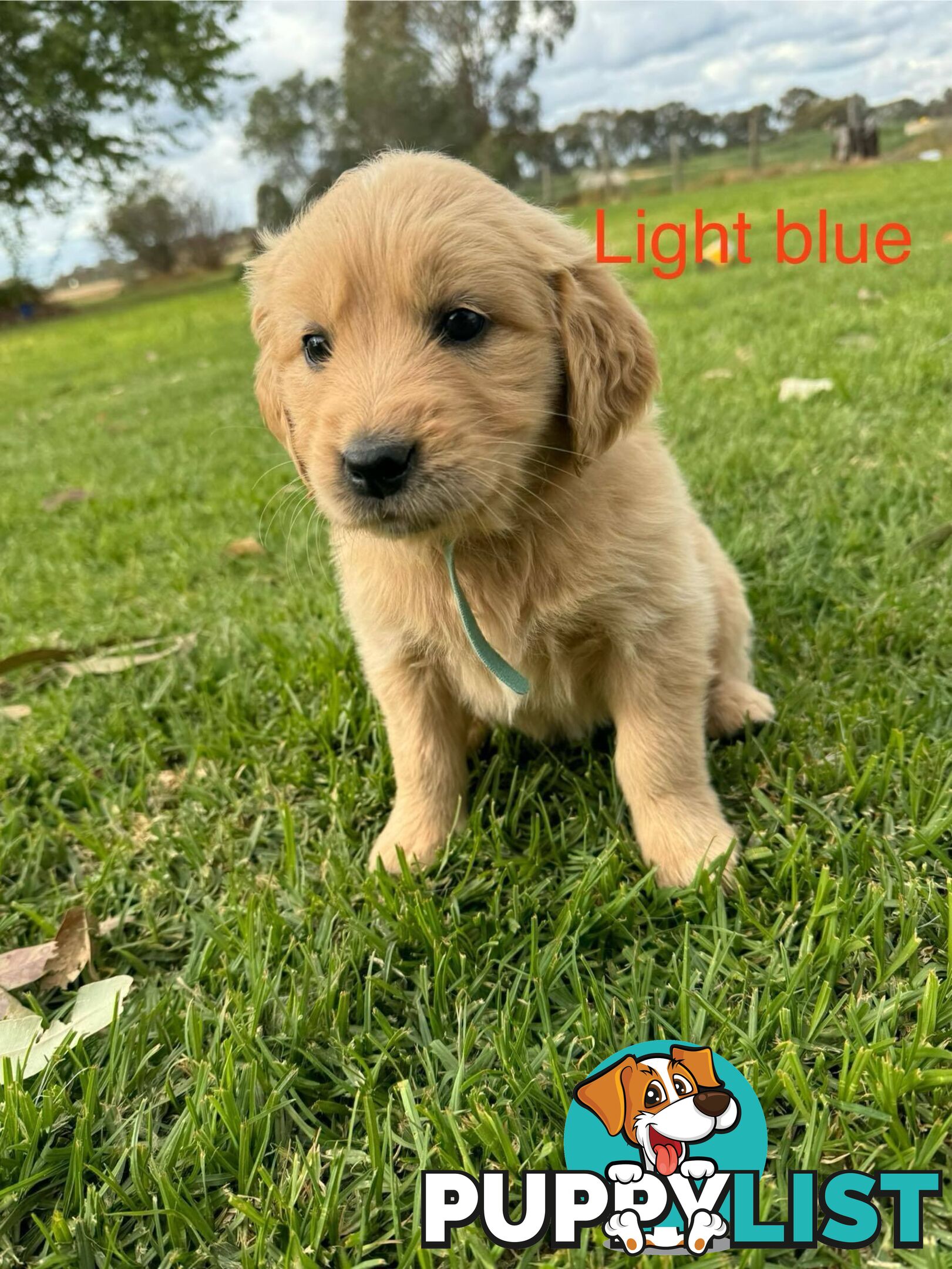 Golden Retriever Pups