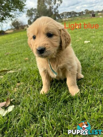 Golden Retriever Pups