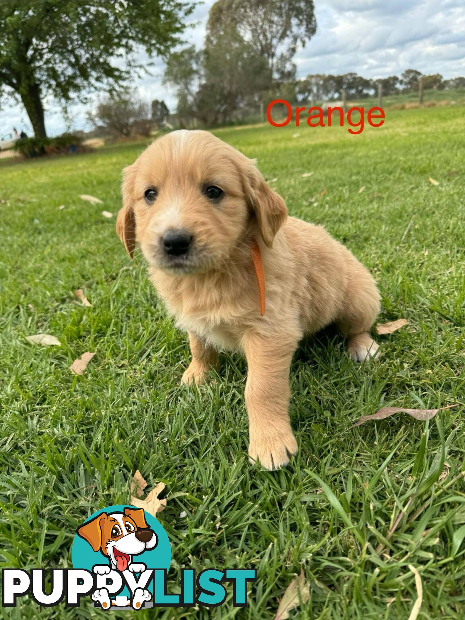 Golden Retriever Pups