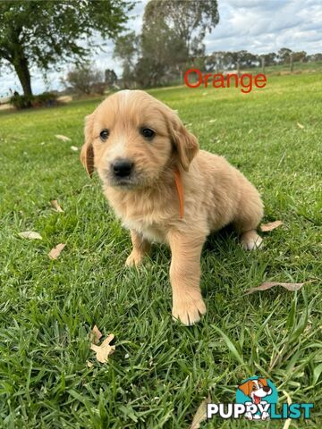 Golden Retriever Pups