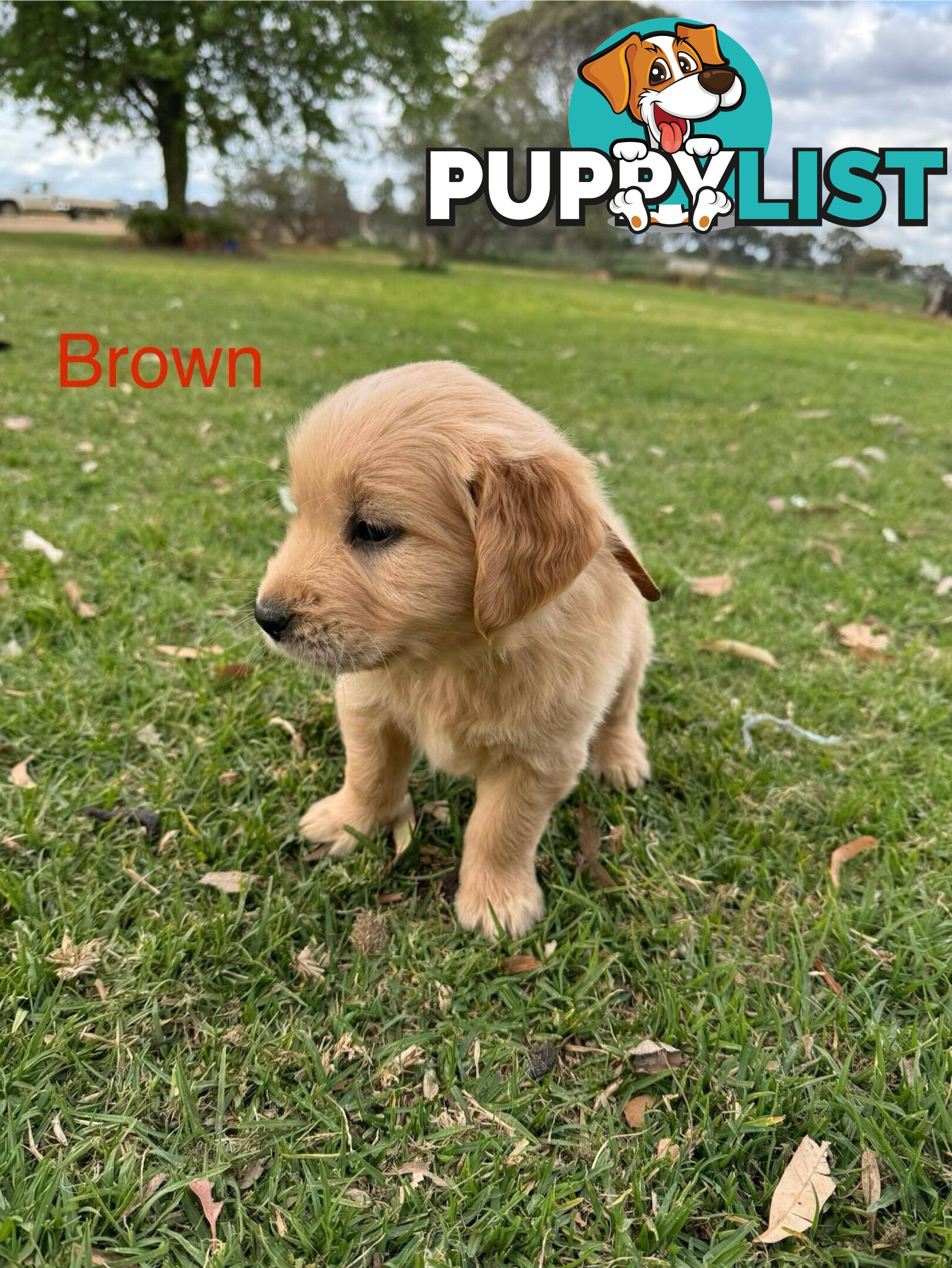 Golden Retriever Pups