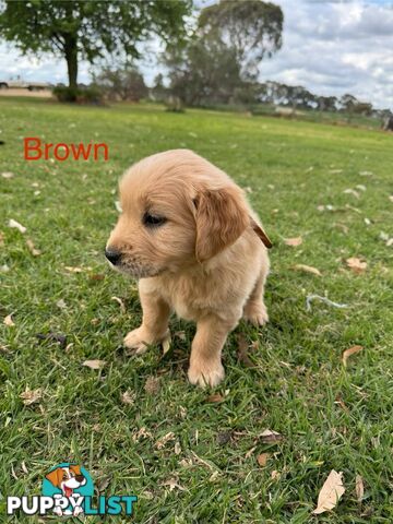 Golden Retriever Pups