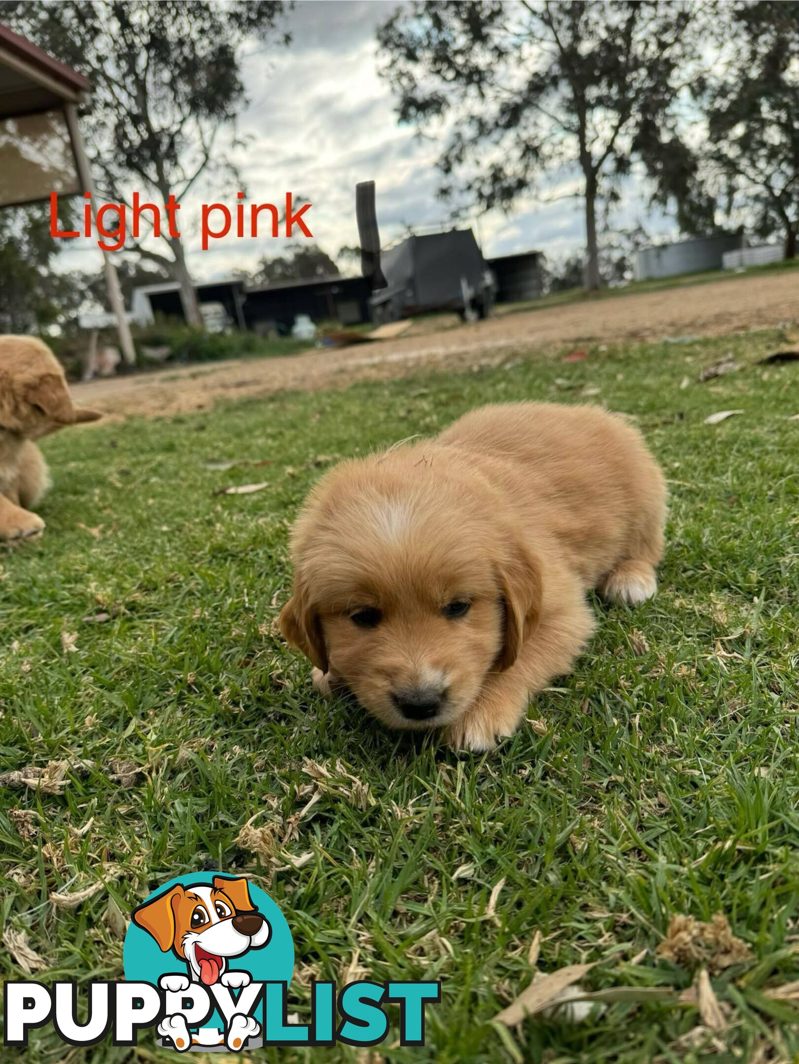 Golden Retriever Pups