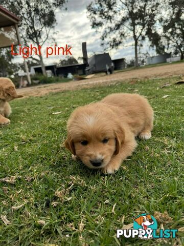 Golden Retriever Pups