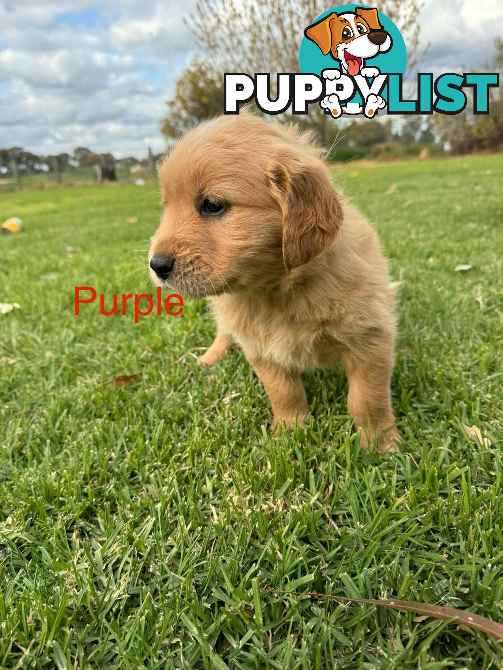 Golden Retriever Pups