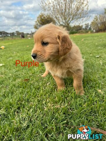 Golden Retriever Pups