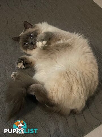 Ragdoll 3 Years Old