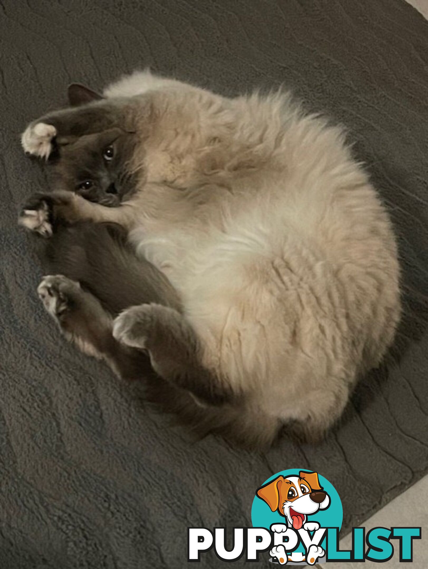 Ragdoll 3 Years Old