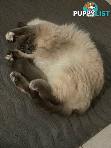 Ragdoll 3 Years Old