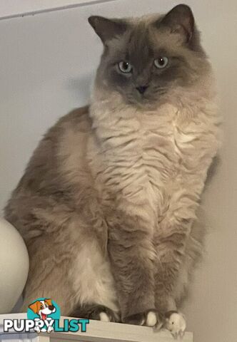 Ragdoll 3 Years Old