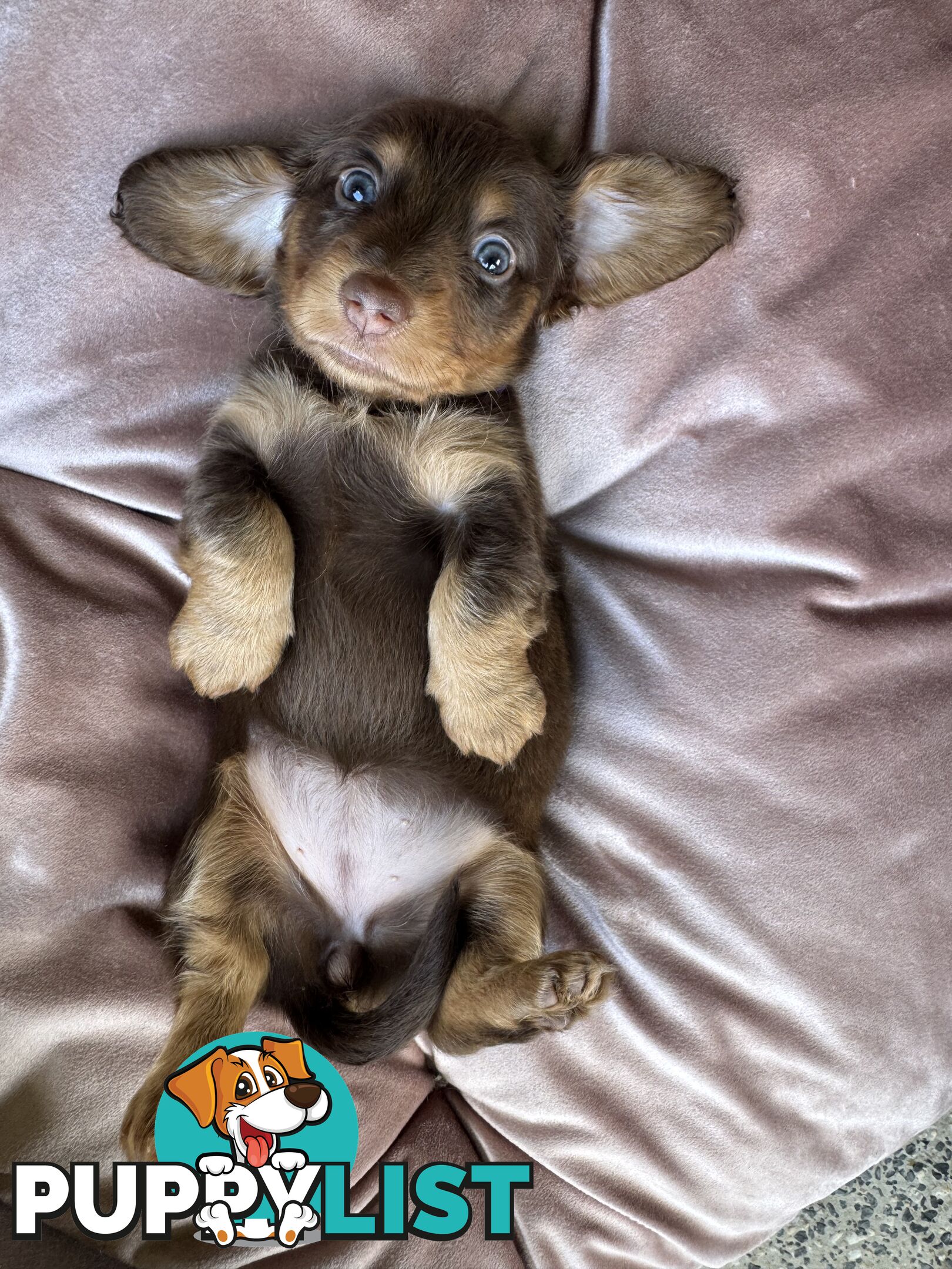 Long Hair Miniature Dachshunds