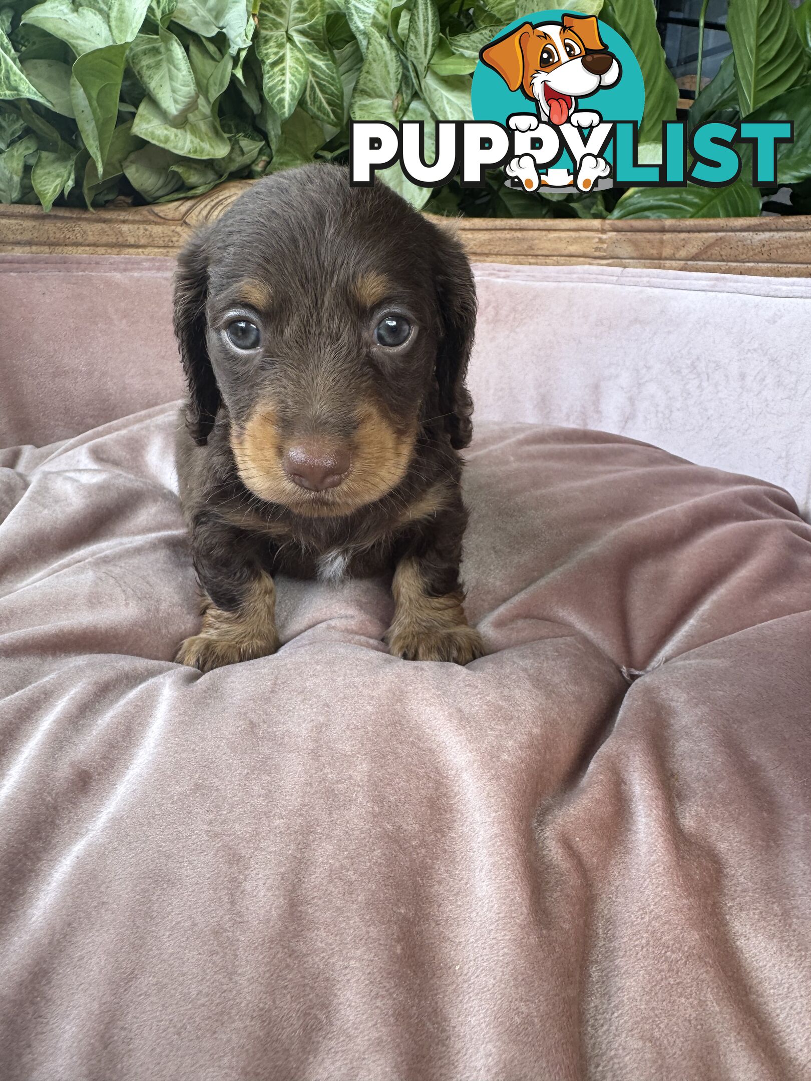 Long Hair Miniature Dachshunds