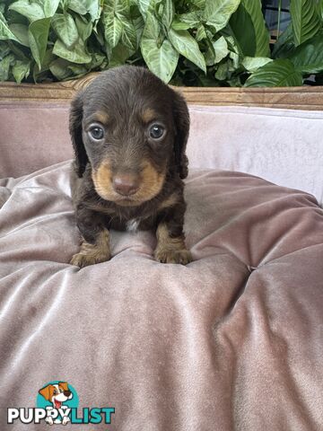 Long Hair Miniature Dachshunds