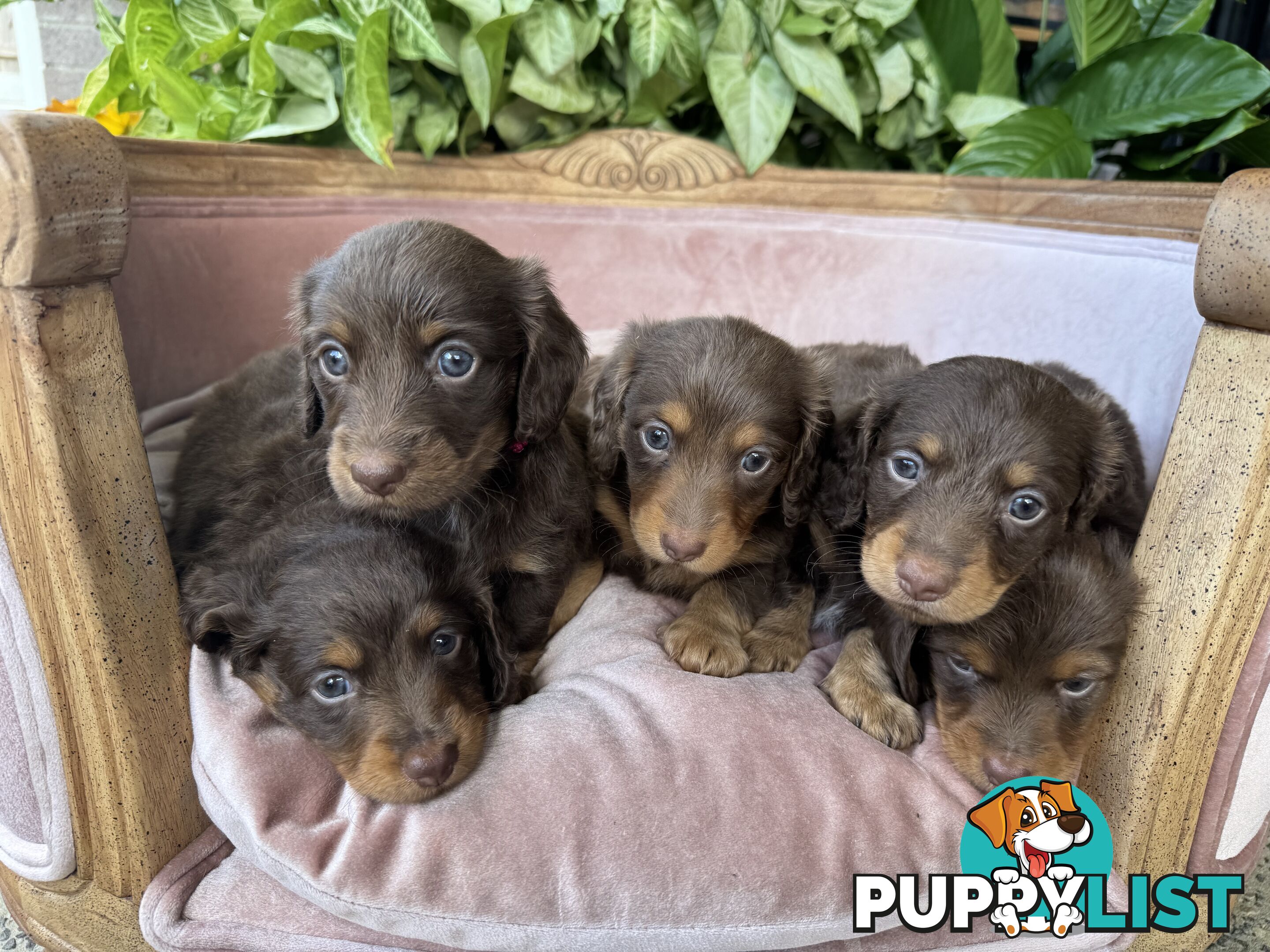 Long Hair Miniature Dachshunds