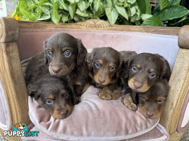 Long Hair Miniature Dachshunds