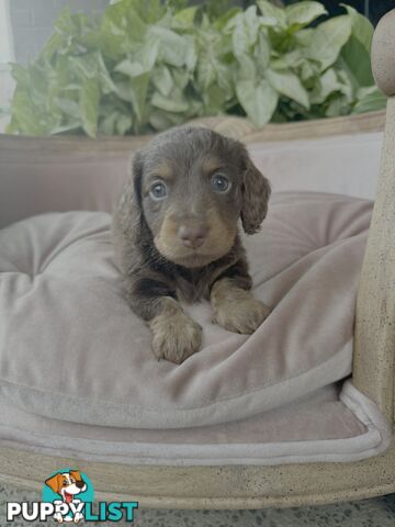 Long Hair Miniature Dachshunds