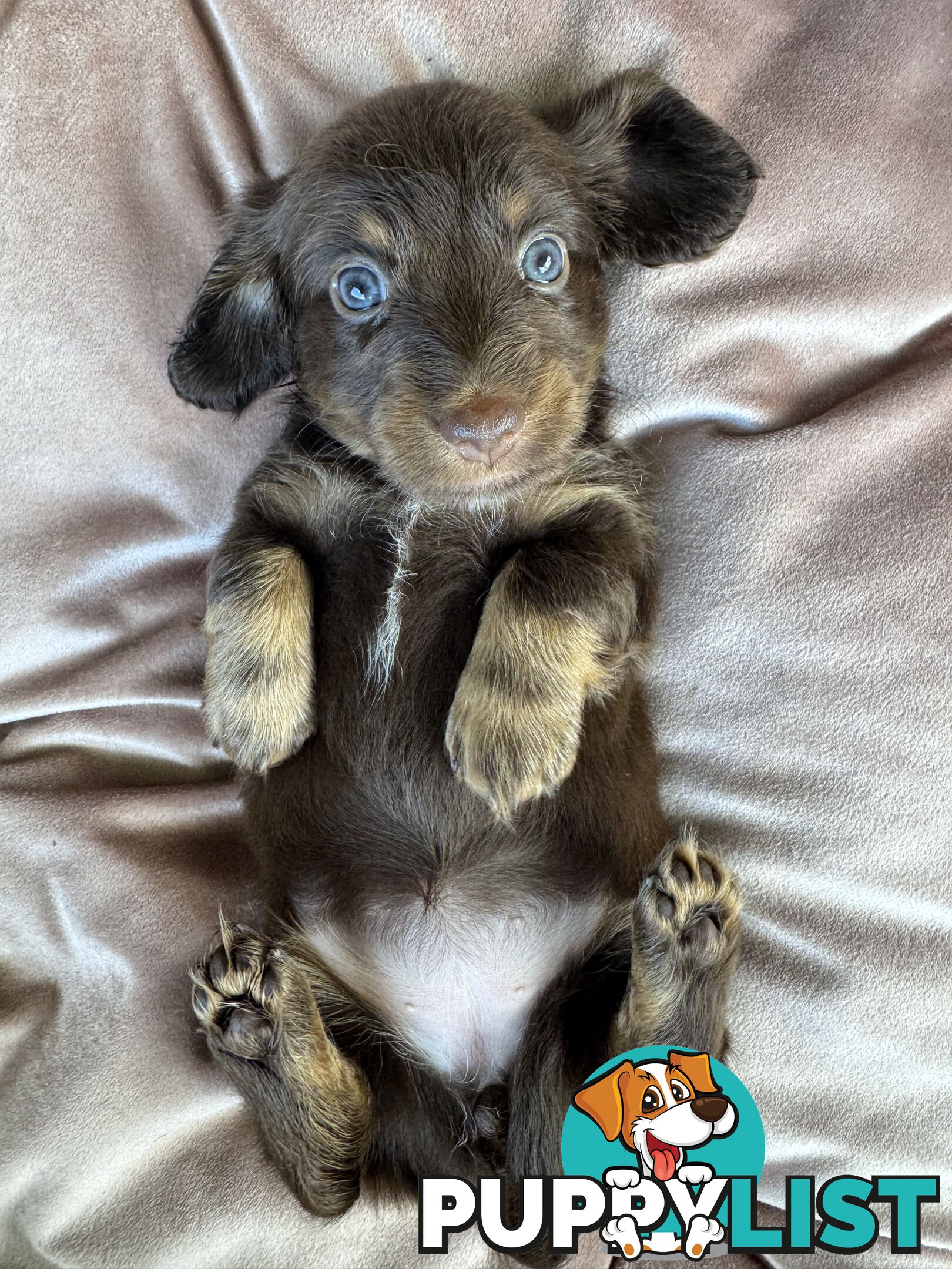 Long Hair Miniature Dachshunds