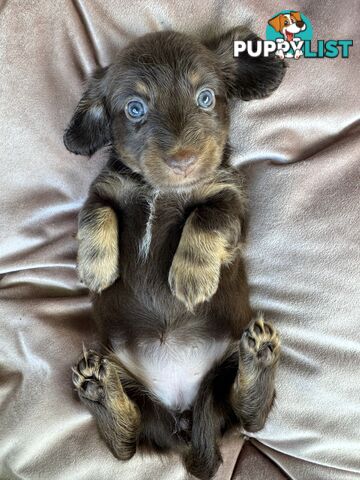 Long Hair Miniature Dachshunds