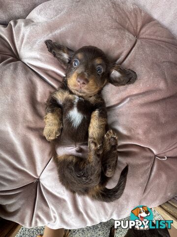 Long Hair Miniature Dachshunds