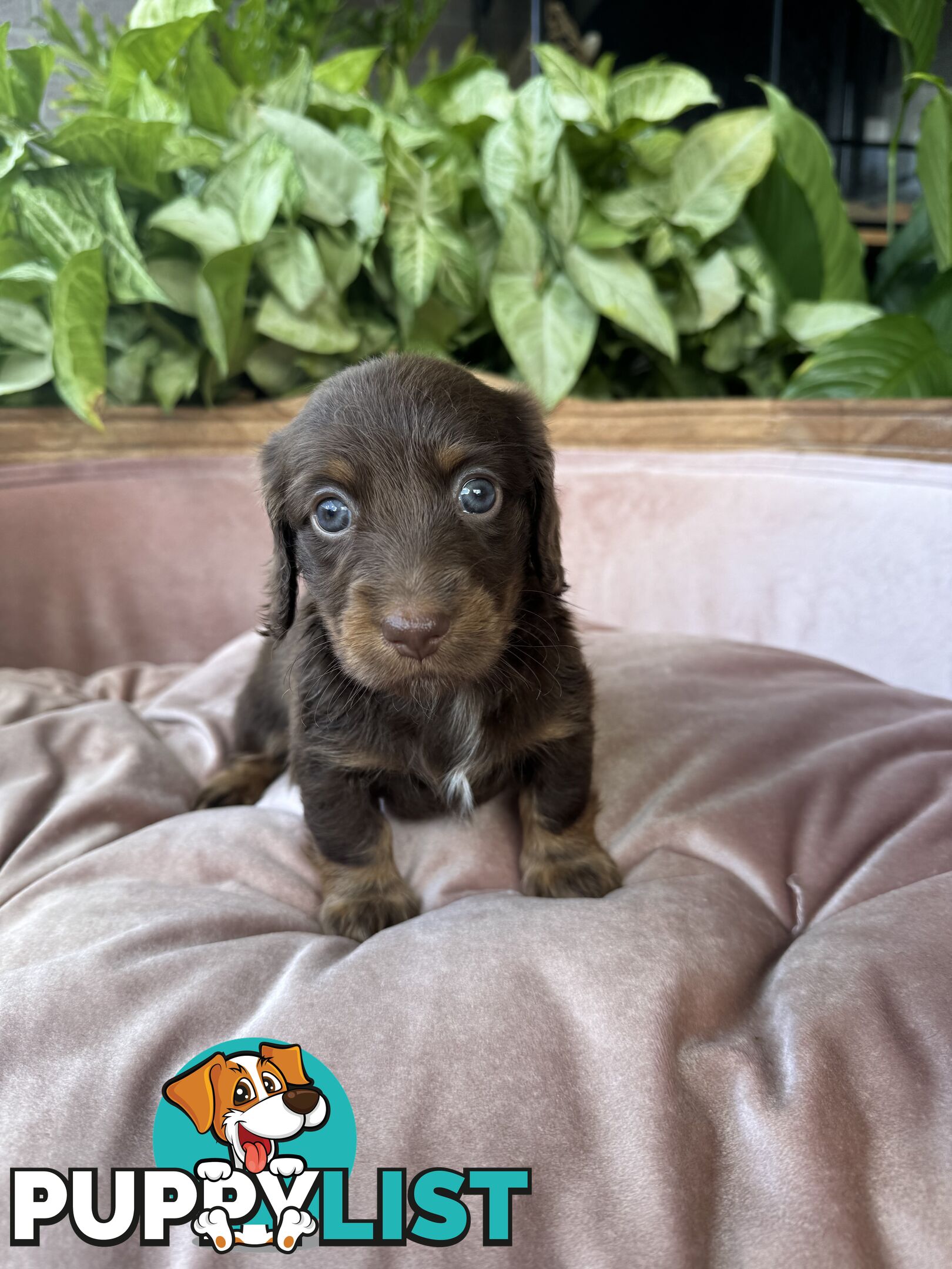 Long Hair Miniature Dachshunds