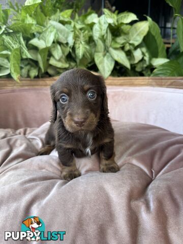 Long Hair Miniature Dachshunds