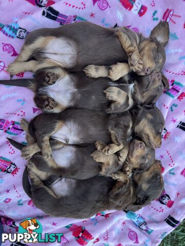 Long Hair Miniature Dachshunds