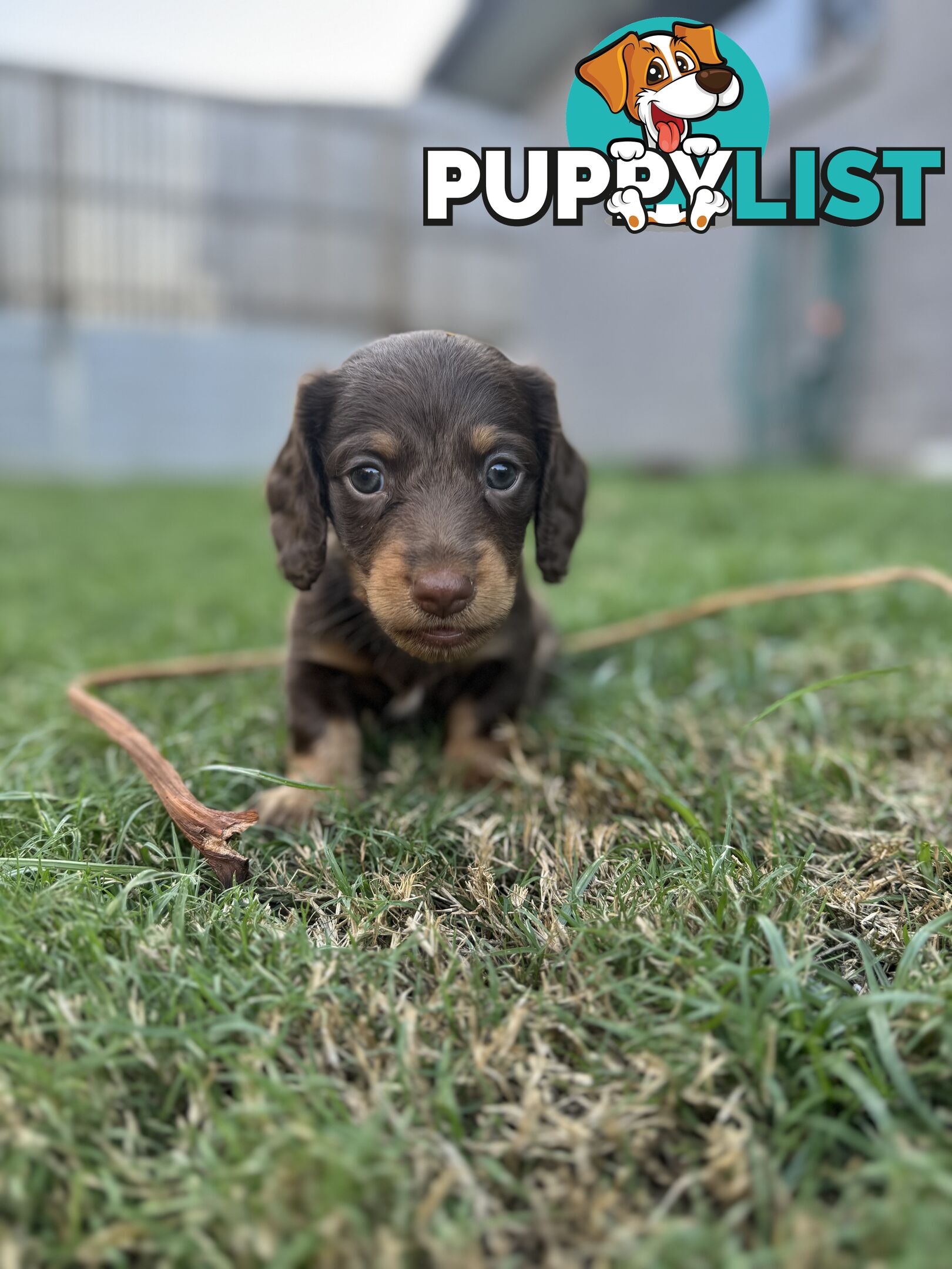 Long Hair Miniature Dachshunds