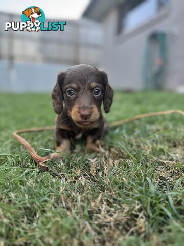 Long Hair Miniature Dachshunds