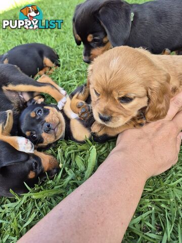 Foxy x cavalier king Charles