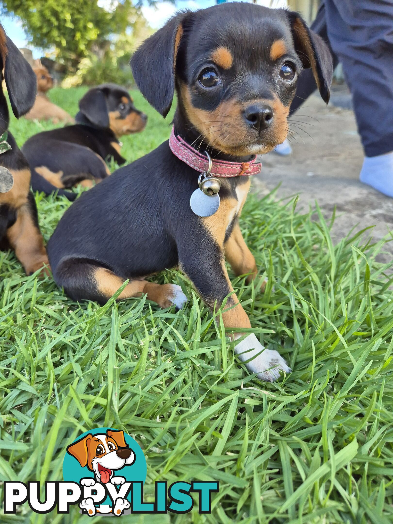 Foxy x cavalier king Charles