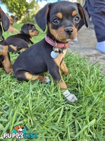 Foxy x cavalier king Charles