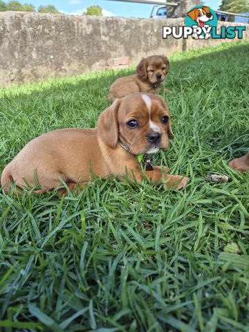 Foxy x cavalier king Charles