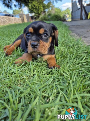 Foxy x cavalier king Charles